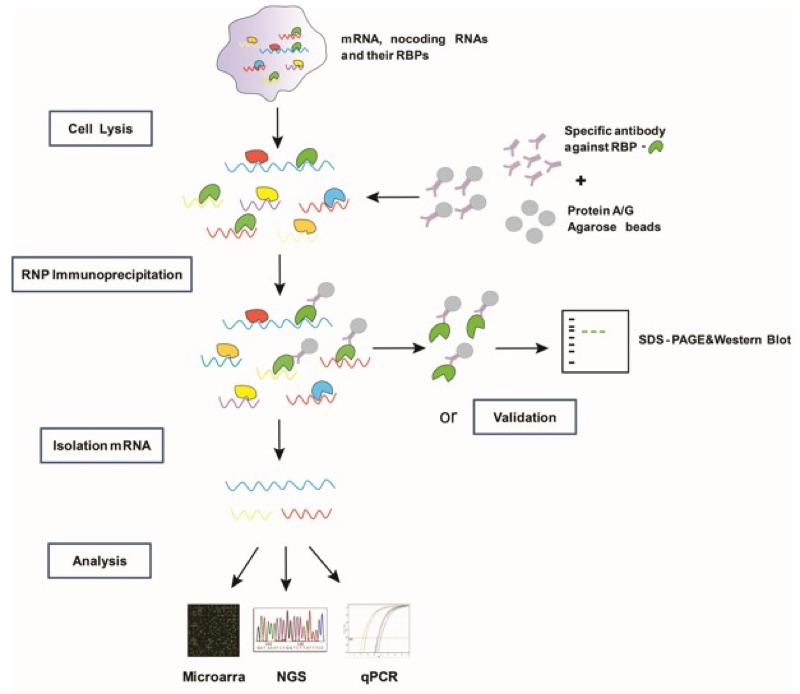 RBP 靶 RNA 网络